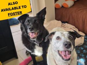 Lottie-Lou &amp; Nellie - female Collie (Border) Photo
