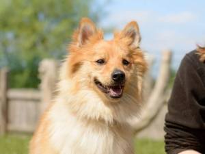 Sparky - male German Spitz Cross Photo