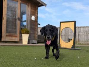 Sam - male Spaniel (Cocker) Cross Photo