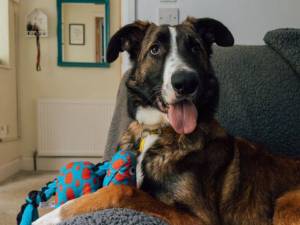 Dunkin - male Collie (Smooth) Cross Photo