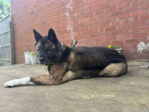 Lucy Lou - female Akita Photo