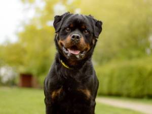 Chester - male Rottweiler Photo