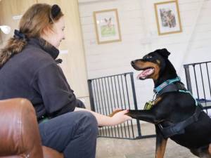 Jupiter - male Dobermann Photo
