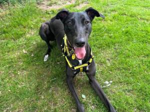 Emmett - male Lurcher Photo