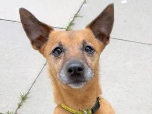 Freya - female Terrier (Jack Russell) Photo