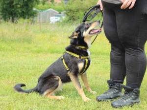 Stella - female Collie (Border) Photo