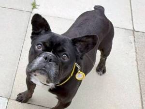 Boris - male French Bulldog Photo