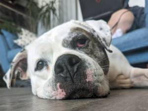 Tilly - female American Bulldog Photo