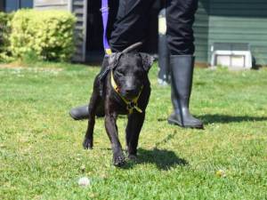 Ernie - male Terrier (Patterdale) Photo