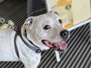 Harley - male Terrier (Staffordshire Bull) Photo