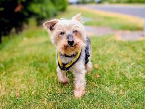 Noah - male Terrier (Yorkshire) Photo