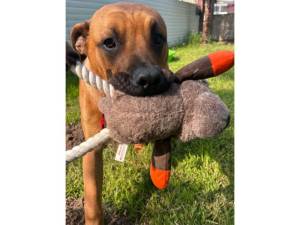 Mastiff For Adoption in Leicester