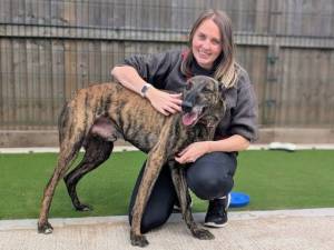 Rio - male Lurcher Photo