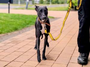 Nova - female Lurcher Cross Photo