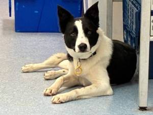 Lily - female Collie (Border) Photo