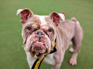 Gertrude - female Bulldog Photo