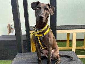 Cole - male Retriever (Labrador) Cross Photo