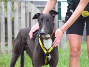 Marty - male Greyhound Photo