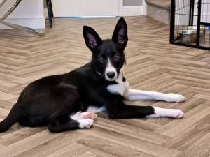 Sierra - female Collie (Border) Photo