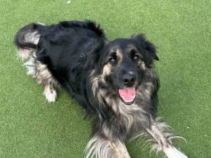 Haggis - male Collie (Border) Cross Photo