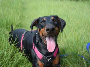 Etta - female Dobermann Photo