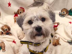 Murphy - male Bichon Frise Cross Photo