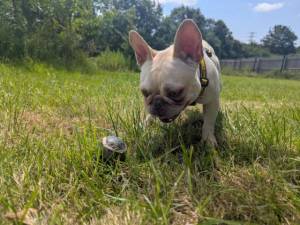 Antoine - male French Bulldog Photo