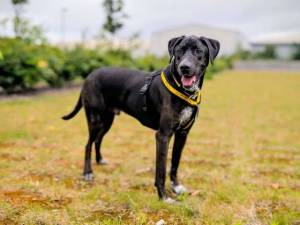 Phoenix - male Retriever (Labrador) Cross Photo