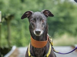 Griff - male Greyhound Photo