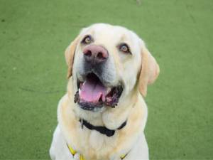 Jimmy - male Retriever (Labrador) Photo
