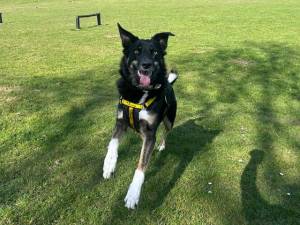 Georgia - female Collie (Border) Cross Photo