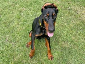 Duke - male Dobermann Photo