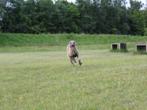 Twinkle - female Lurcher Photo
