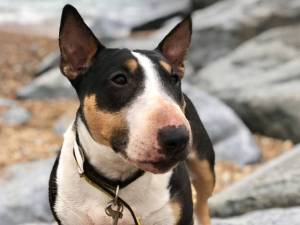 Motsi - female Terrier (Miniature Bull) Photo