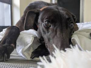 Drake - male Greyhound Photo