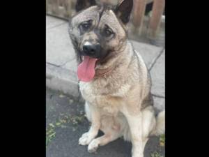 Lada - female American Akita Photo