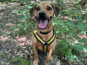 Daisy - female Crossbreed Photo