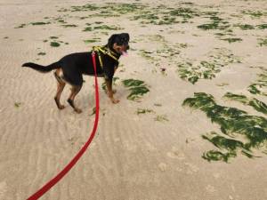 Flo - female Rottweiler Photo