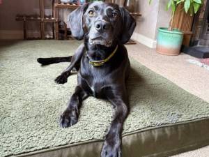 Buddy - male Retriever (Labrador) Cross Photo