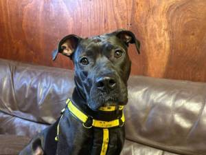 Kiwi - female Crossbreed Photo