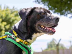 Dakota - female Terrier (Staffordshire Bull) Cross Photo