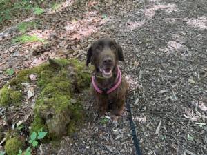 Beau - female Spaniel (Cocker) Photo