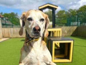 Dandelion - female Foxhound Cross Photo
