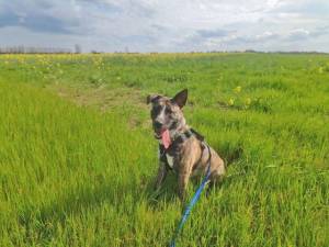 Chip - male Akita Cross Photo