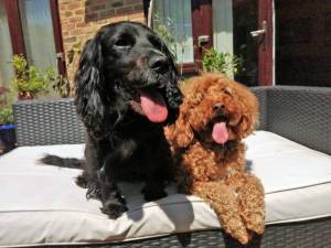 Mabel and Bessie - female Spaniel (Cocker) Cross Photo