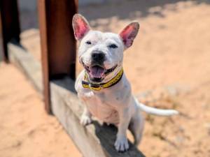 Pola - female Terrier (Staffordshire Bull) Cross Photo