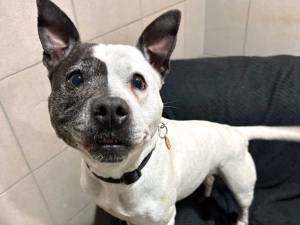 Luna - female Terrier (Staffordshire Bull) Photo