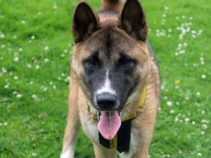 Emi - female Akita Photo