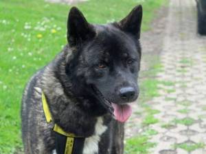 Hannah - female Akita Photo