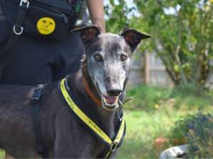 Mark - male Greyhound Photo